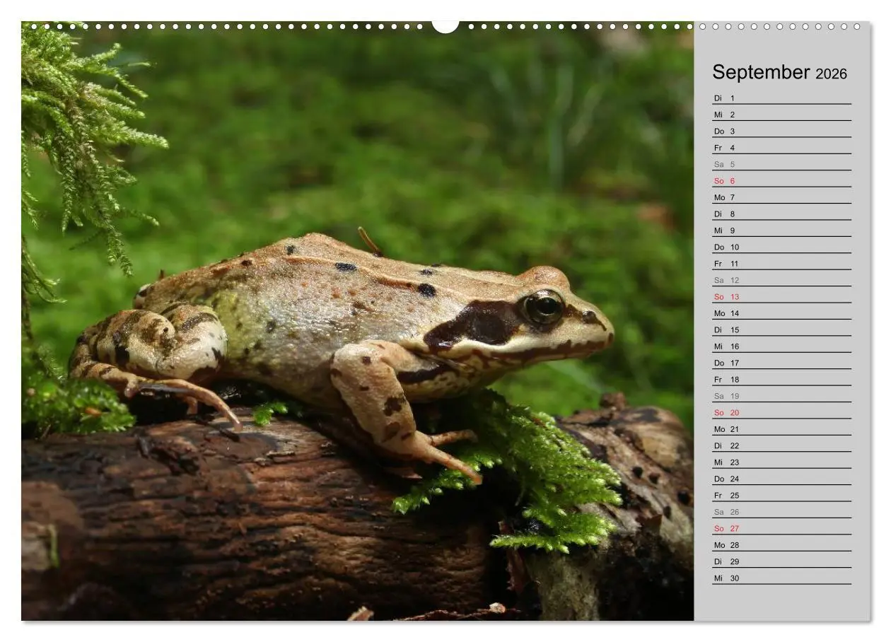 Bild: 9783457945476 | Salamander und Co. (hochwertiger Premium Wandkalender 2026 DIN A2...