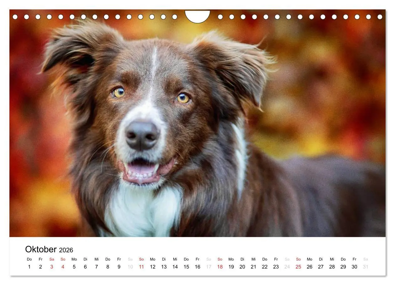 Bild: 9783516035476 | Border Collies 2026 (Wandkalender 2026 DIN A4 quer), CALVENDO...
