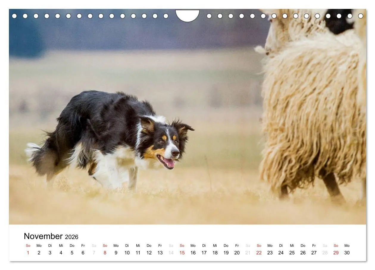 Bild: 9783516035476 | Border Collies 2026 (Wandkalender 2026 DIN A4 quer), CALVENDO...