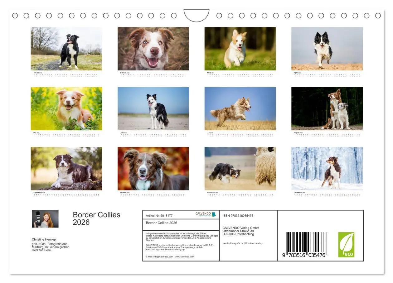 Bild: 9783516035476 | Border Collies 2026 (Wandkalender 2026 DIN A4 quer), CALVENDO...