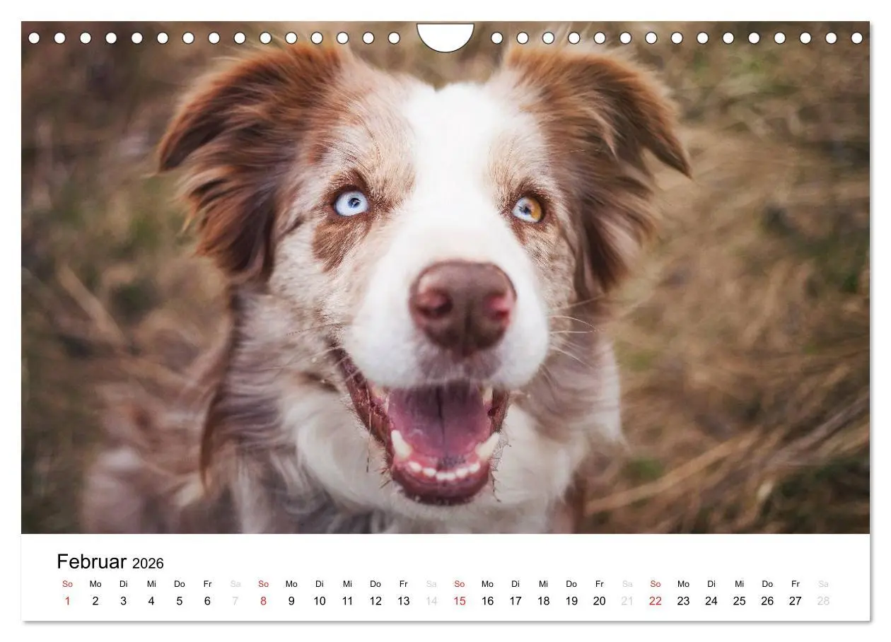 Bild: 9783516035476 | Border Collies 2026 (Wandkalender 2026 DIN A4 quer), CALVENDO...