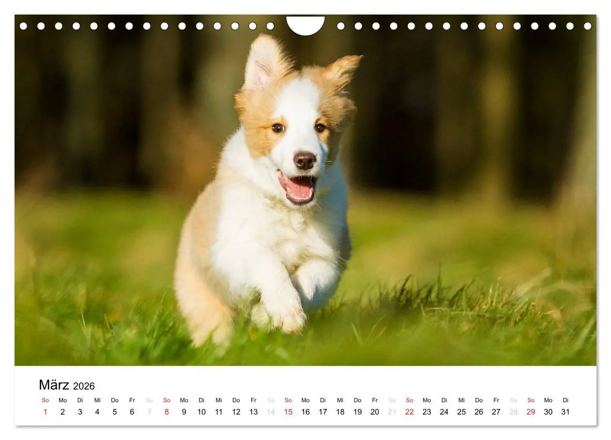 Bild: 9783516035476 | Border Collies 2026 (Wandkalender 2026 DIN A4 quer), CALVENDO...