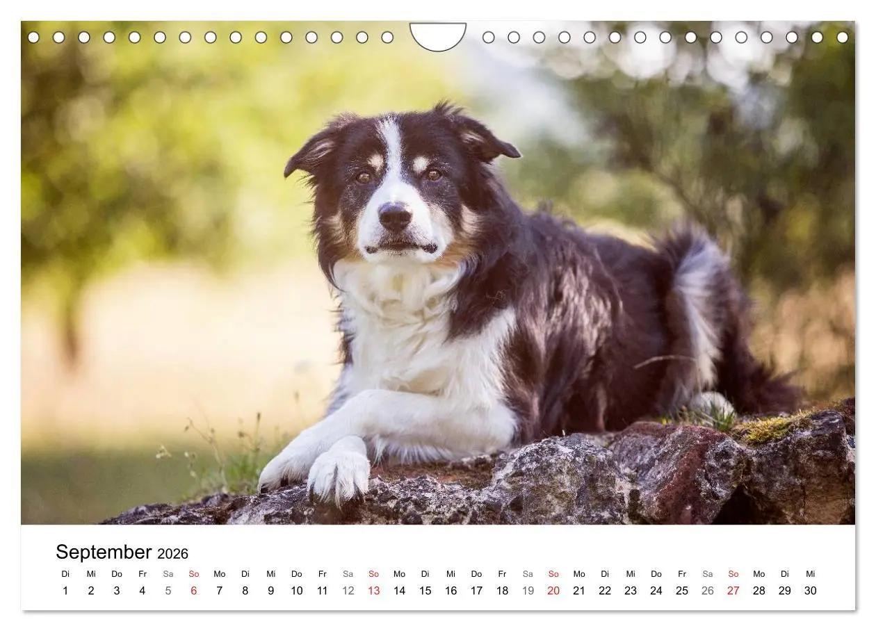 Bild: 9783516035476 | Border Collies 2026 (Wandkalender 2026 DIN A4 quer), CALVENDO...