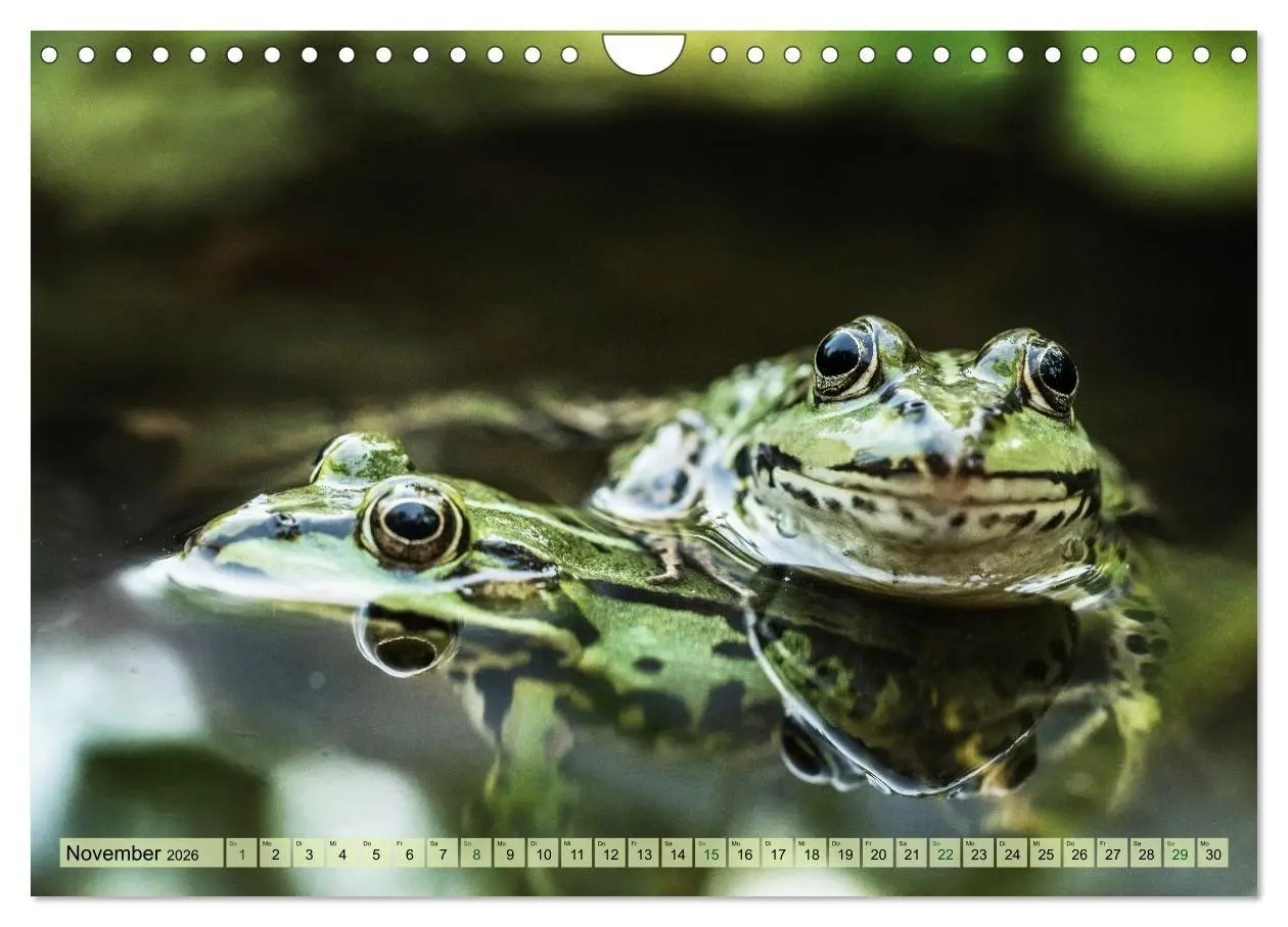 Bild: 9783516655476 | Fröhliche Frösche (Wandkalender 2026 DIN A4 quer), CALVENDO...