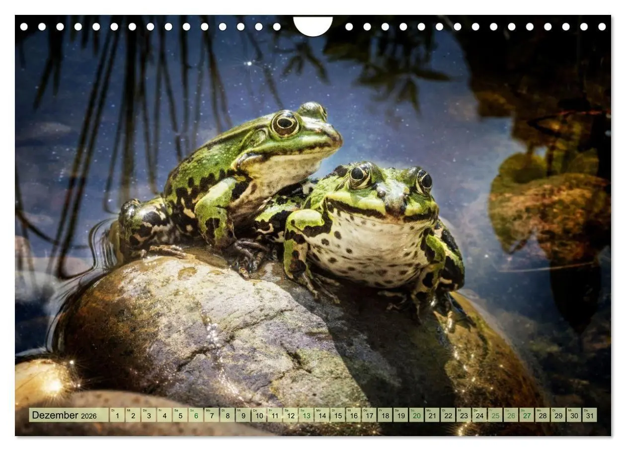 Bild: 9783516655476 | Fröhliche Frösche (Wandkalender 2026 DIN A4 quer), CALVENDO...