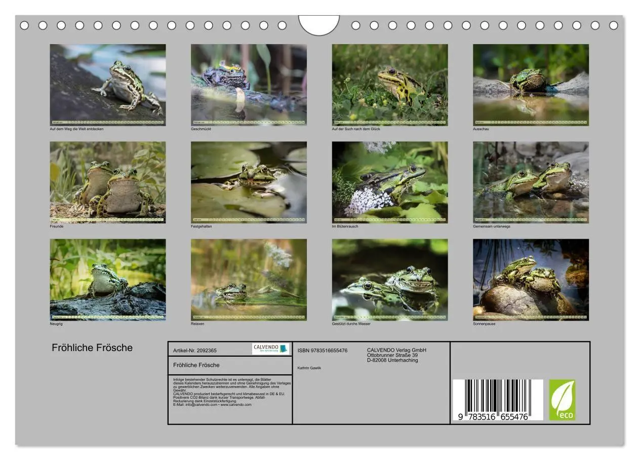 Bild: 9783516655476 | Fröhliche Frösche (Wandkalender 2026 DIN A4 quer), CALVENDO...
