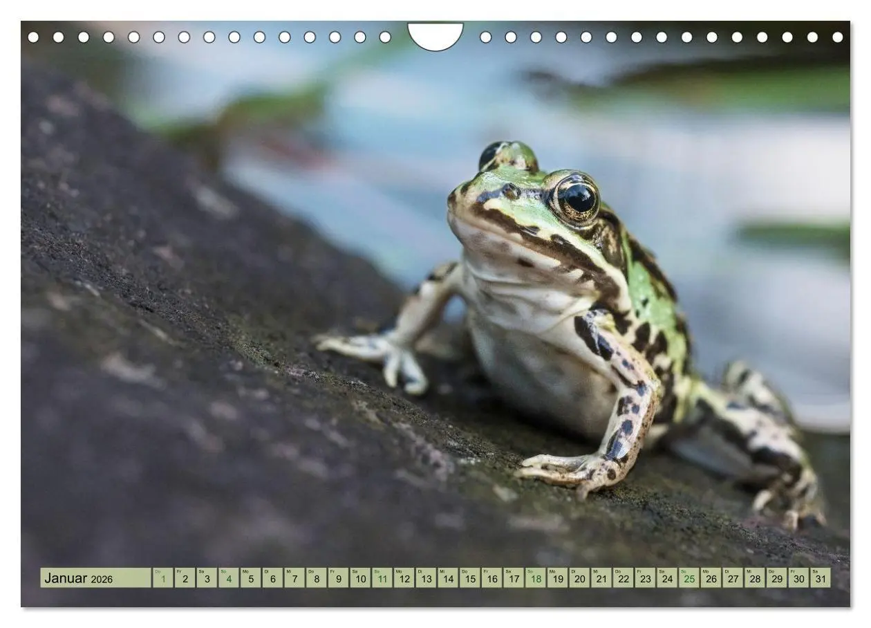Bild: 9783516655476 | Fröhliche Frösche (Wandkalender 2026 DIN A4 quer), CALVENDO...