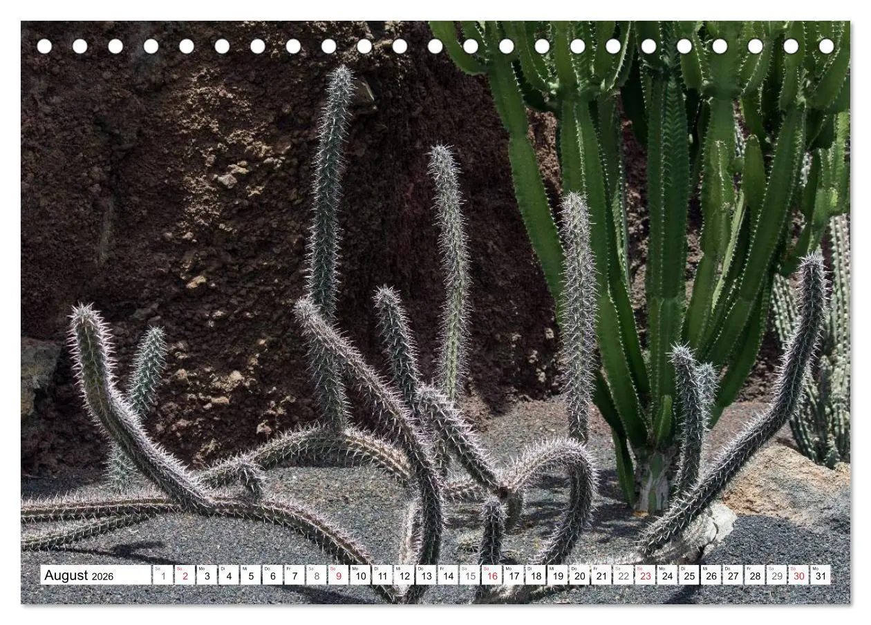 Bild: 9783516195576 | Faszination Kakteen (Tischkalender 2026 DIN A5 quer), CALVENDO...