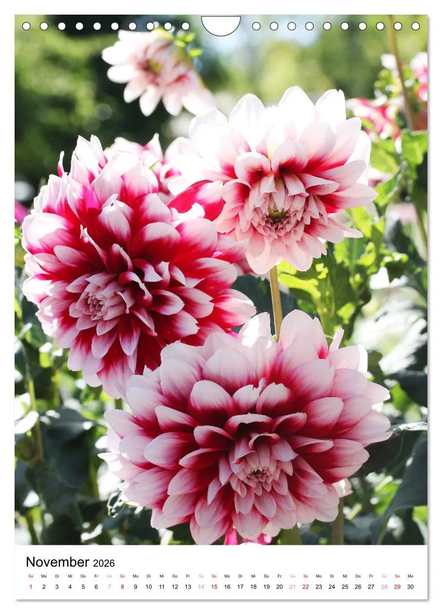 Bild: 9783516265576 | Ein Jahr voller Blumen (Wandkalender 2026 DIN A4 hoch), CALVENDO...