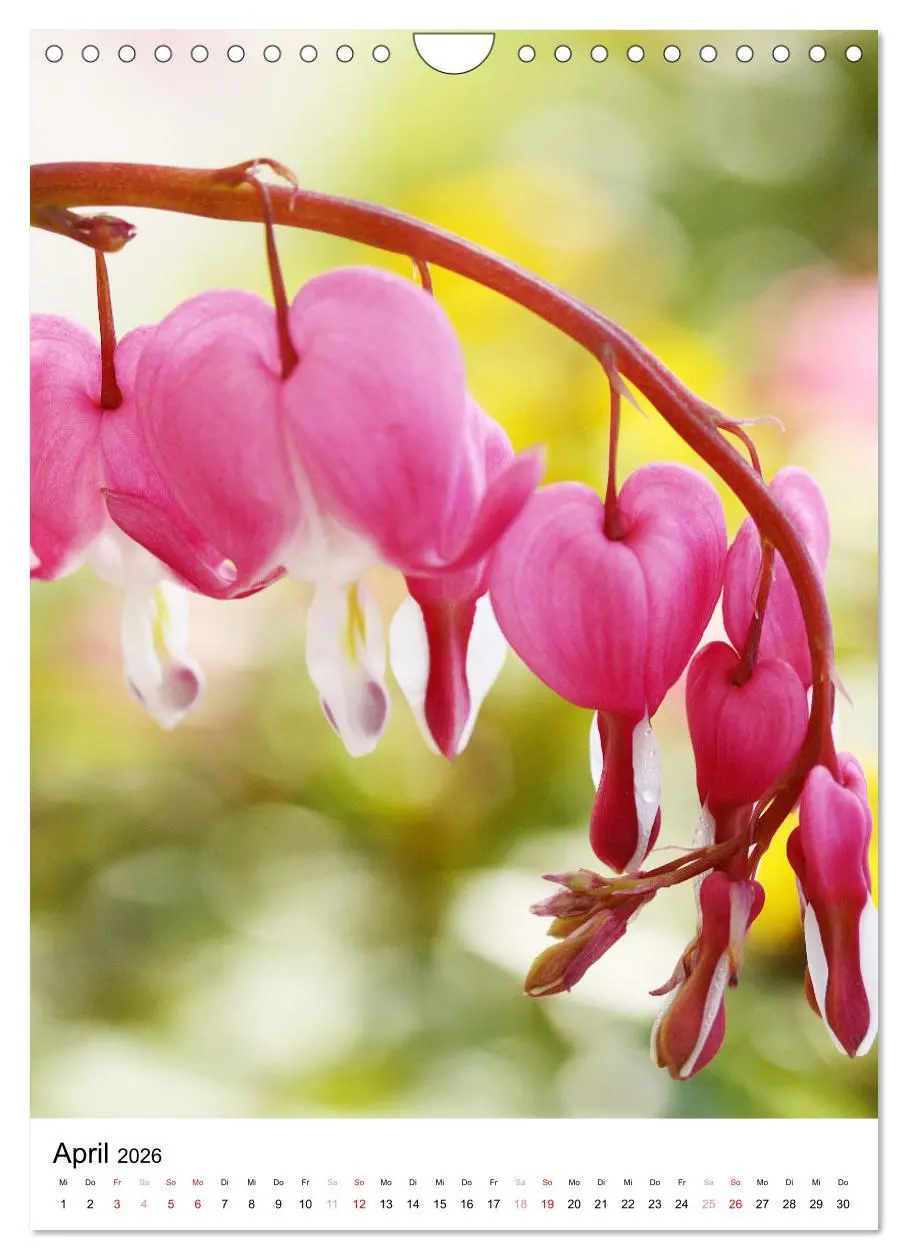 Bild: 9783516265576 | Ein Jahr voller Blumen (Wandkalender 2026 DIN A4 hoch), CALVENDO...