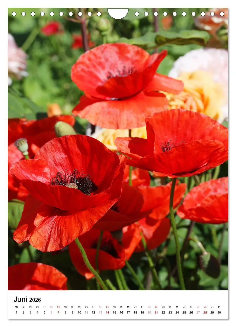 Bild: 9783516265576 | Ein Jahr voller Blumen (Wandkalender 2026 DIN A4 hoch), CALVENDO...