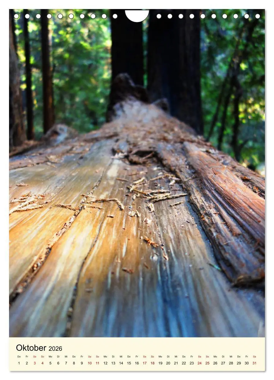 Bild: 9783516405576 | Redwoods - Faszination Mammutbäume (Wandkalender 2026 DIN A4 hoch),...