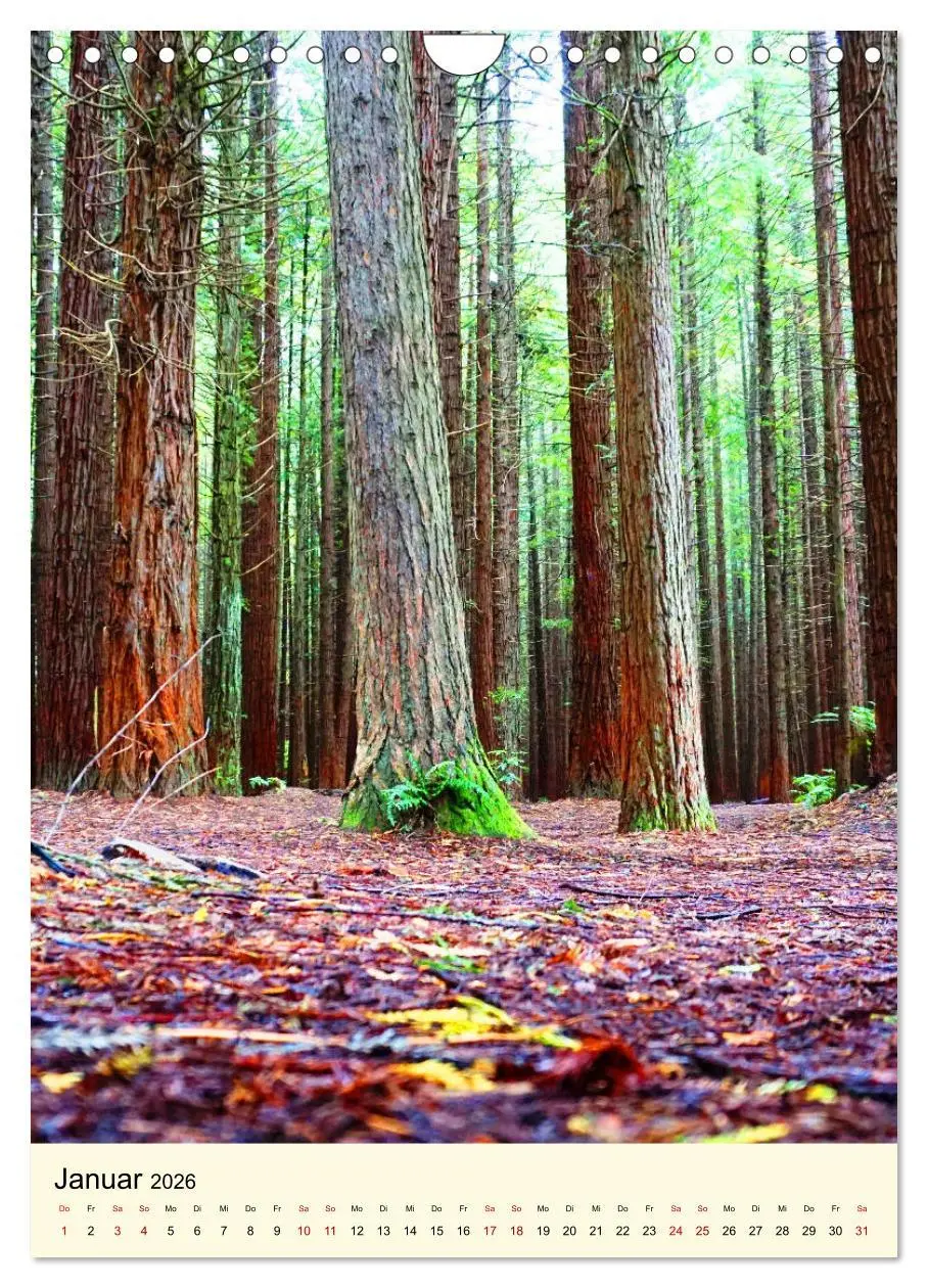 Bild: 9783516405576 | Redwoods - Faszination Mammutbäume (Wandkalender 2026 DIN A4 hoch),...