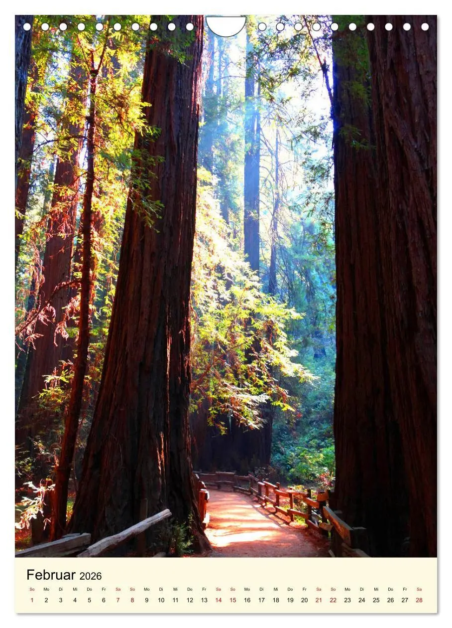 Bild: 9783516405576 | Redwoods - Faszination Mammutbäume (Wandkalender 2026 DIN A4 hoch),...