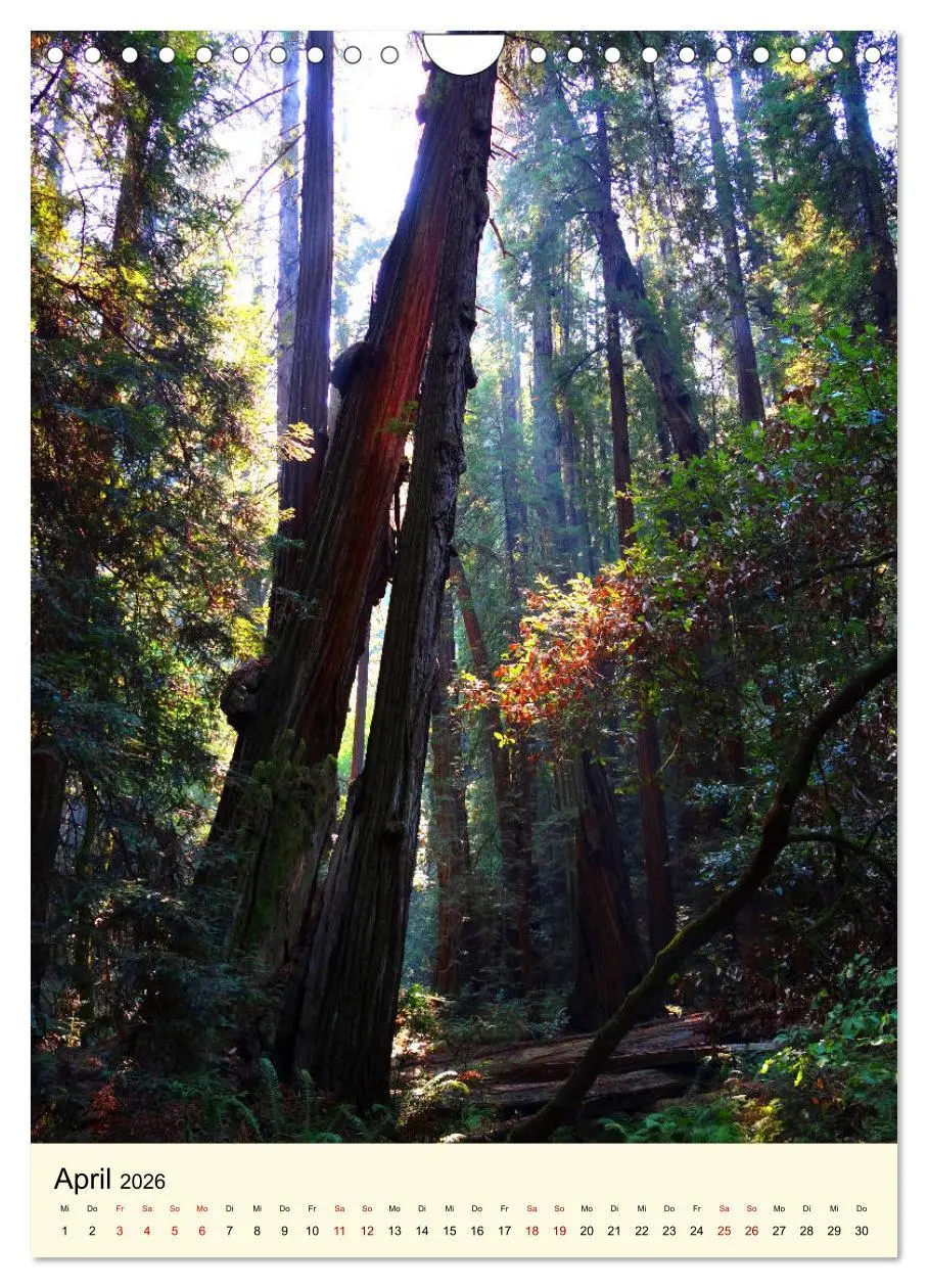 Bild: 9783516405576 | Redwoods - Faszination Mammutbäume (Wandkalender 2026 DIN A4 hoch),...