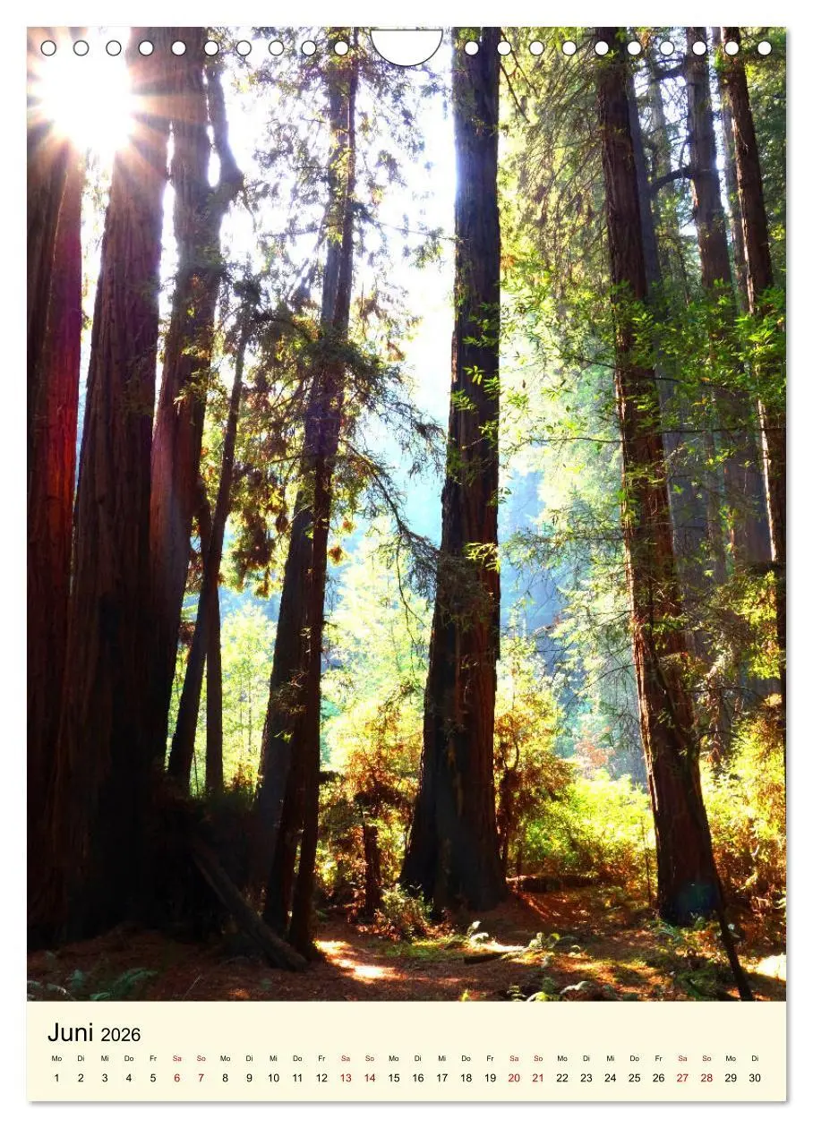 Bild: 9783516405576 | Redwoods - Faszination Mammutbäume (Wandkalender 2026 DIN A4 hoch),...