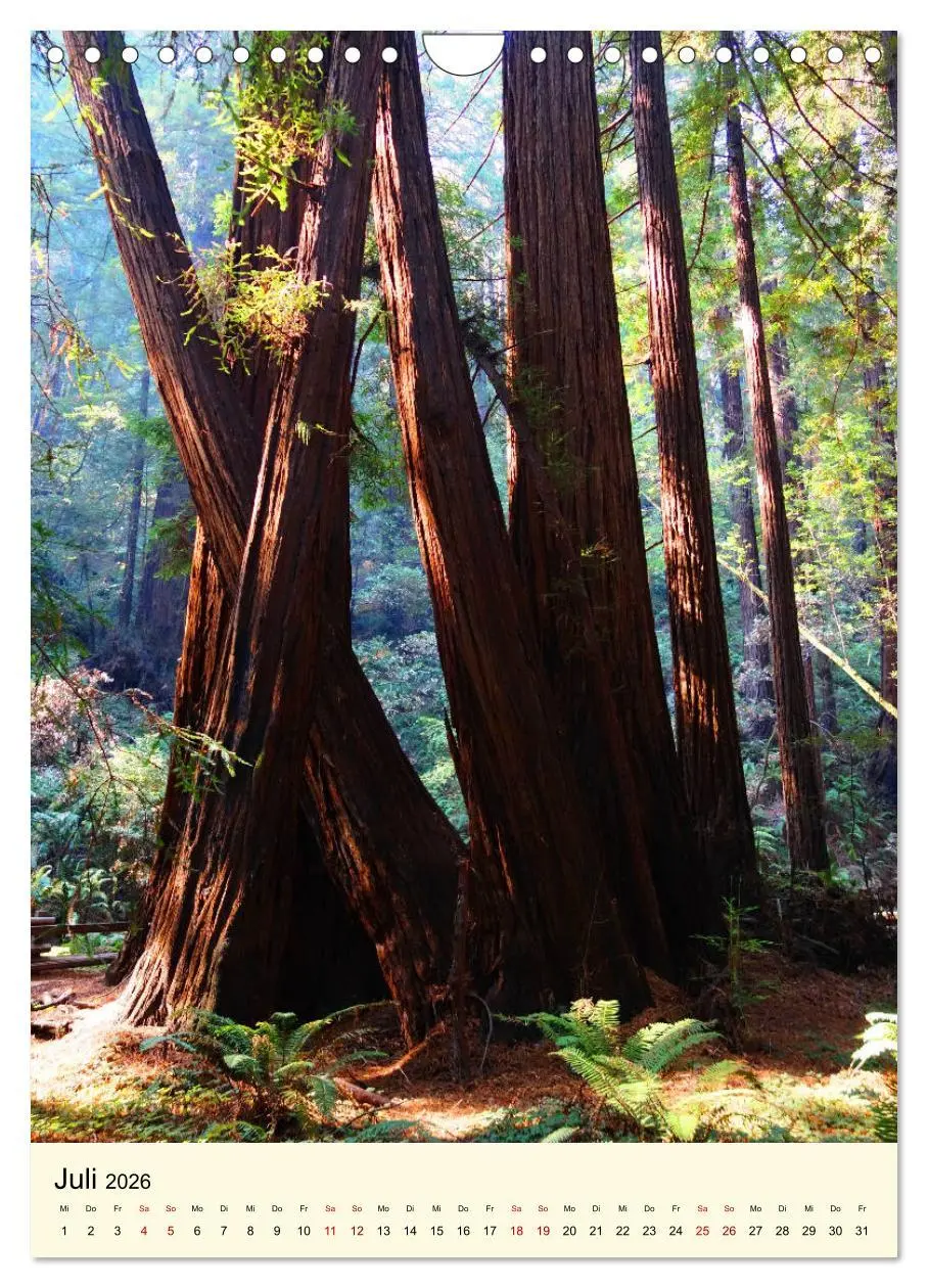 Bild: 9783516405576 | Redwoods - Faszination Mammutbäume (Wandkalender 2026 DIN A4 hoch),...