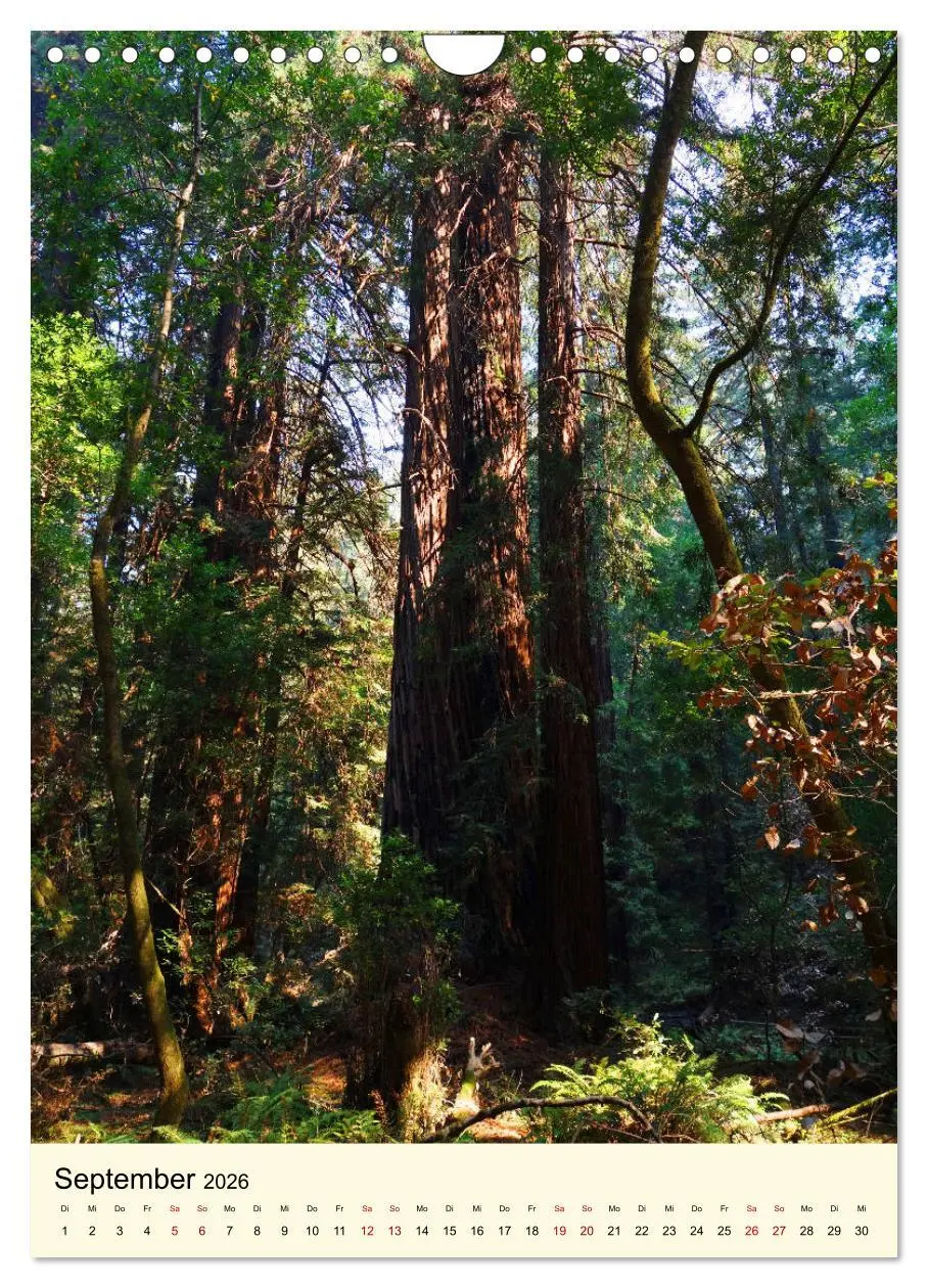 Bild: 9783516405576 | Redwoods - Faszination Mammutbäume (Wandkalender 2026 DIN A4 hoch),...