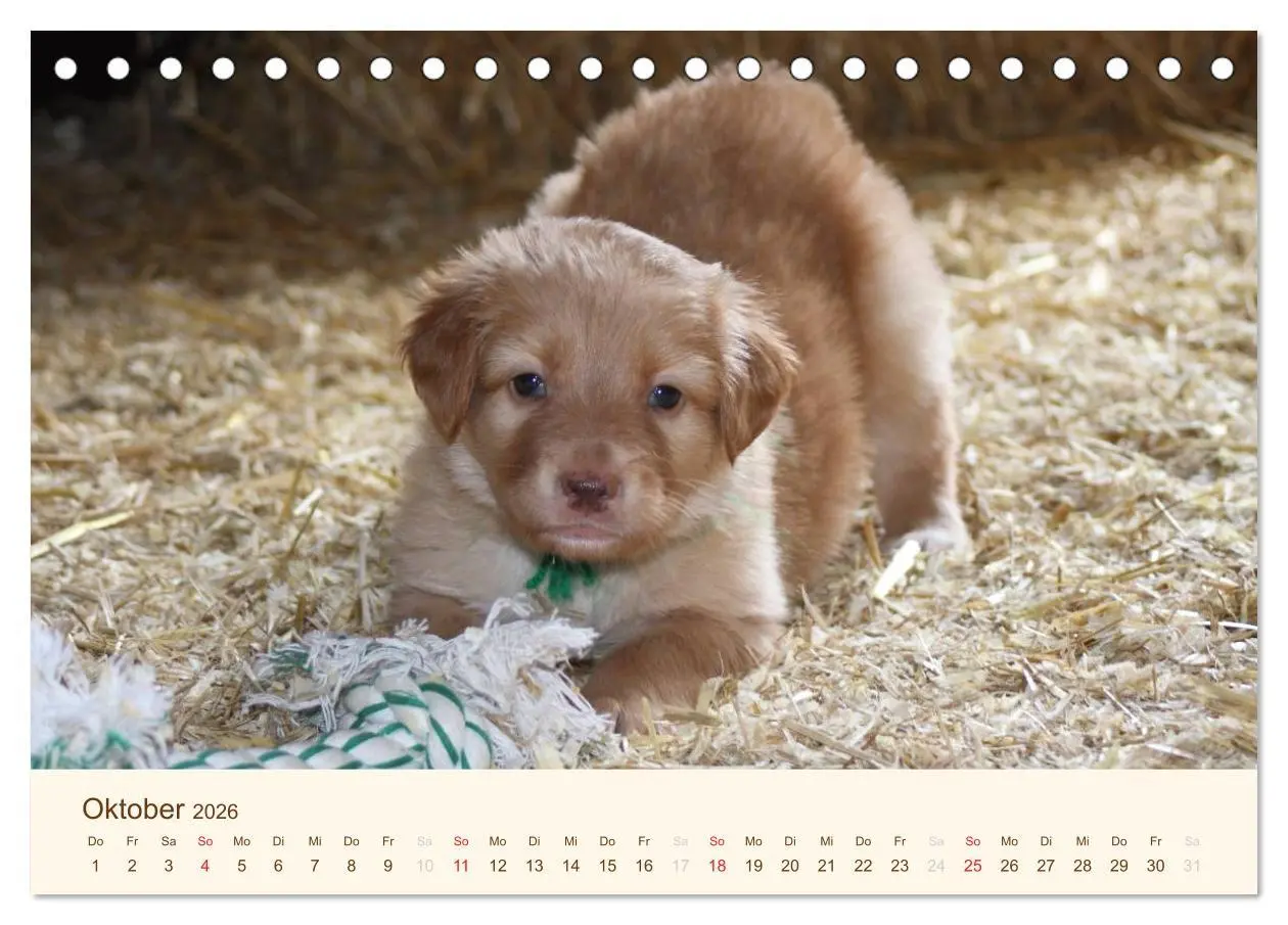 Bild: 9783516185676 | Hovawarte - einmal anders (Tischkalender 2026 DIN A5 quer),...