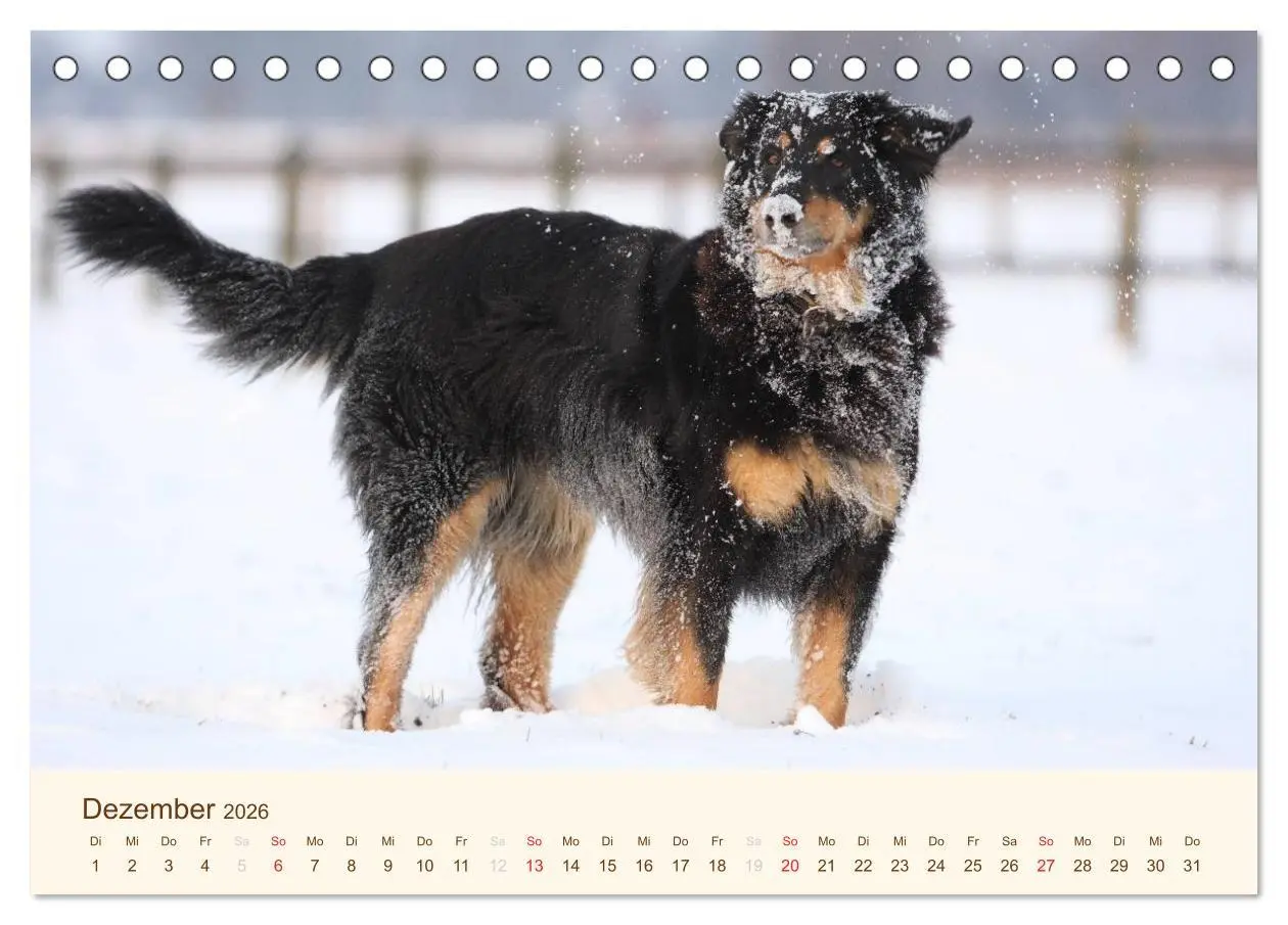 Bild: 9783516185676 | Hovawarte - einmal anders (Tischkalender 2026 DIN A5 quer),...