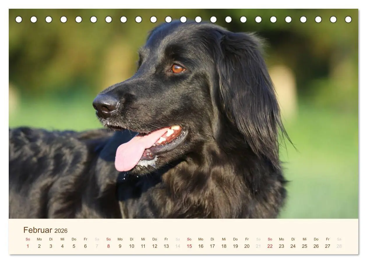 Bild: 9783516185676 | Hovawarte - einmal anders (Tischkalender 2026 DIN A5 quer),...