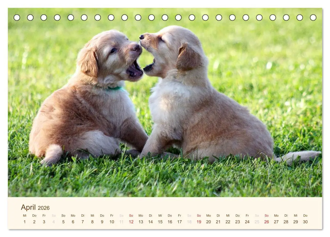 Bild: 9783516185676 | Hovawarte - einmal anders (Tischkalender 2026 DIN A5 quer),...