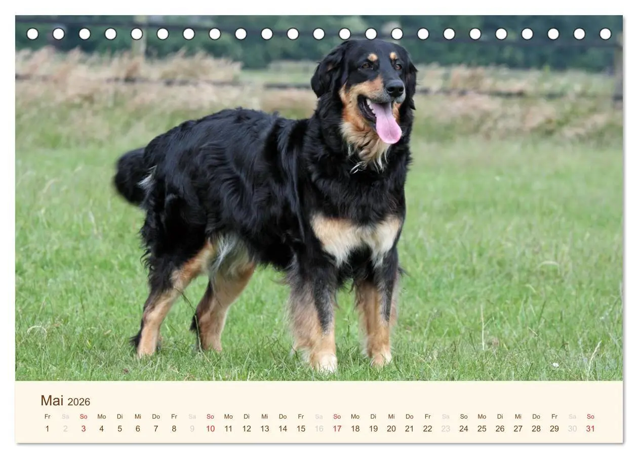 Bild: 9783516185676 | Hovawarte - einmal anders (Tischkalender 2026 DIN A5 quer),...