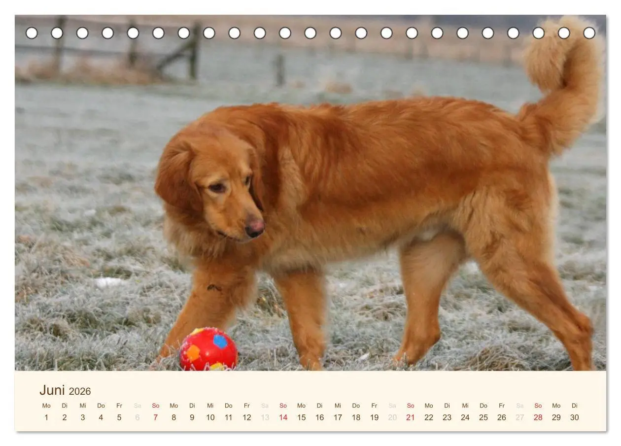 Bild: 9783516185676 | Hovawarte - einmal anders (Tischkalender 2026 DIN A5 quer),...