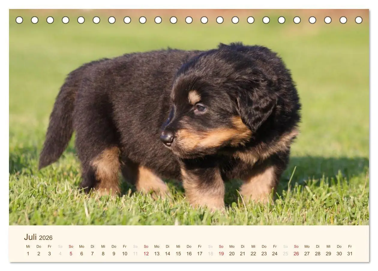 Bild: 9783516185676 | Hovawarte - einmal anders (Tischkalender 2026 DIN A5 quer),...