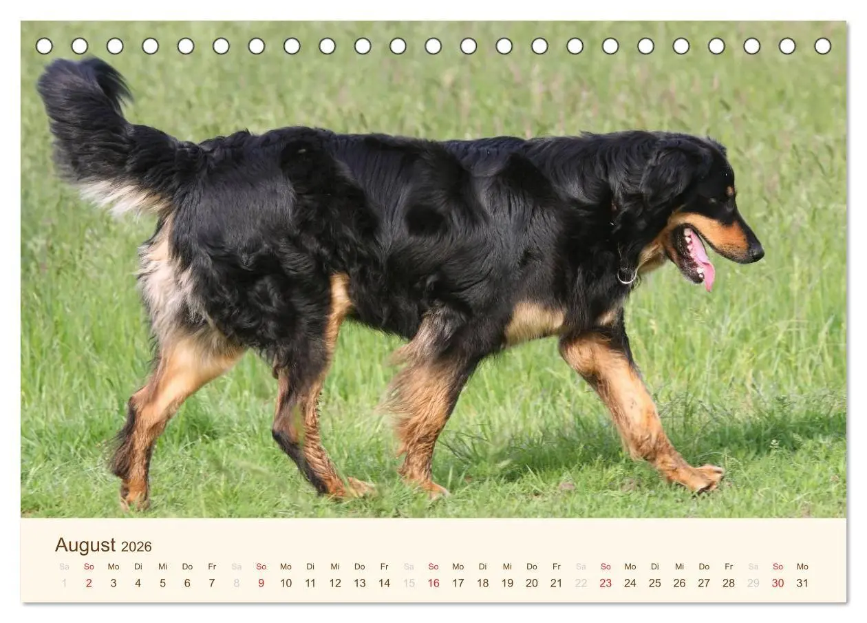 Bild: 9783516185676 | Hovawarte - einmal anders (Tischkalender 2026 DIN A5 quer),...