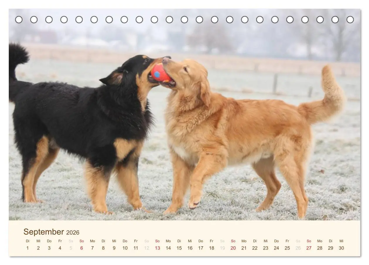Bild: 9783516185676 | Hovawarte - einmal anders (Tischkalender 2026 DIN A5 quer),...