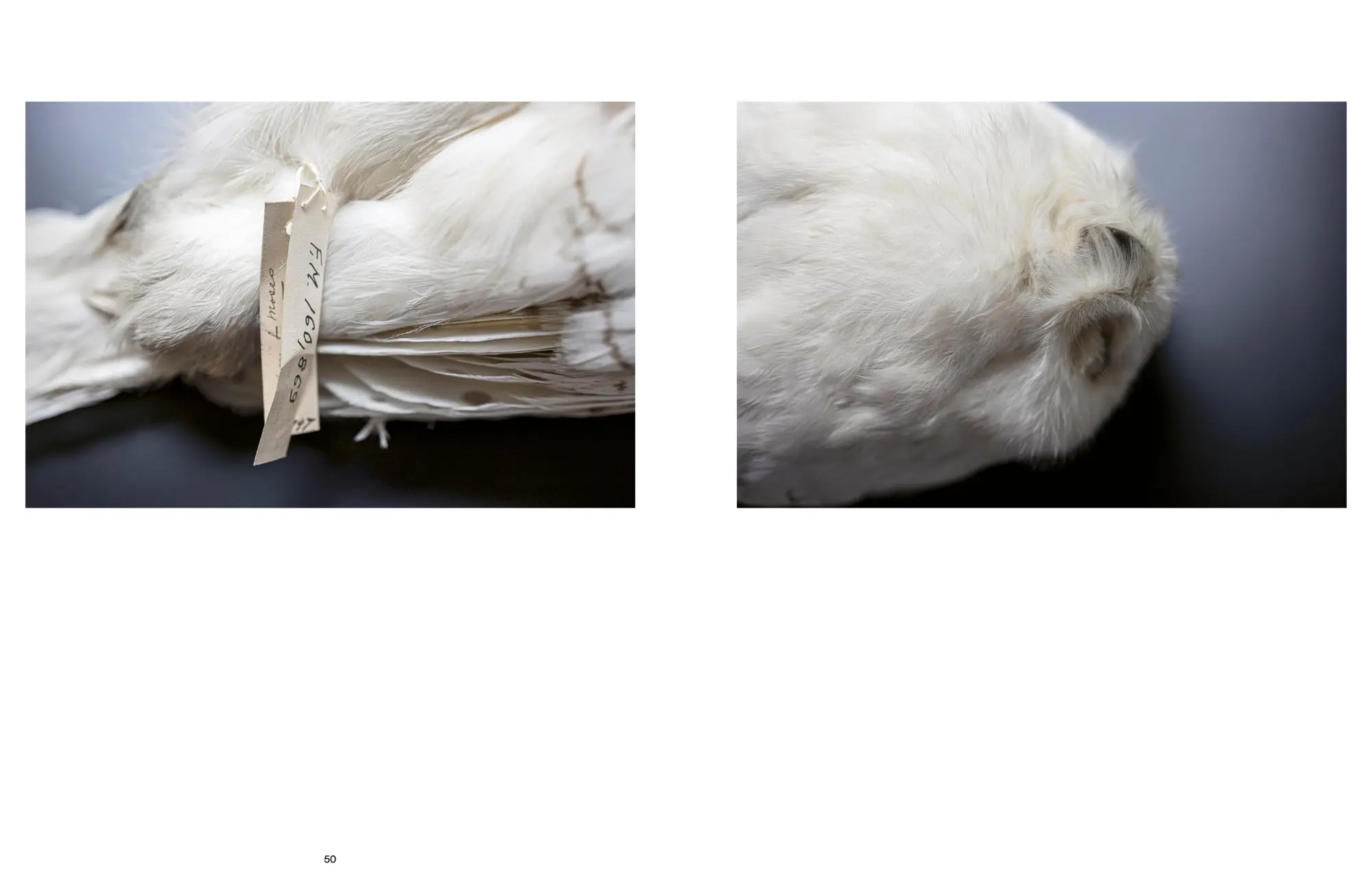 Bild: 9783954765676 | Alice in the Field | Andrea Wilmsen | Andrea Wilmsen | Buch | 168 S.