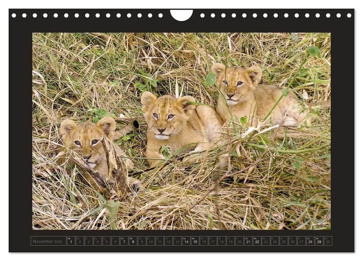 Bild: 9783516175776 | Kenia (Wandkalender 2026 DIN A4 quer), CALVENDO Monatskalender | 2026