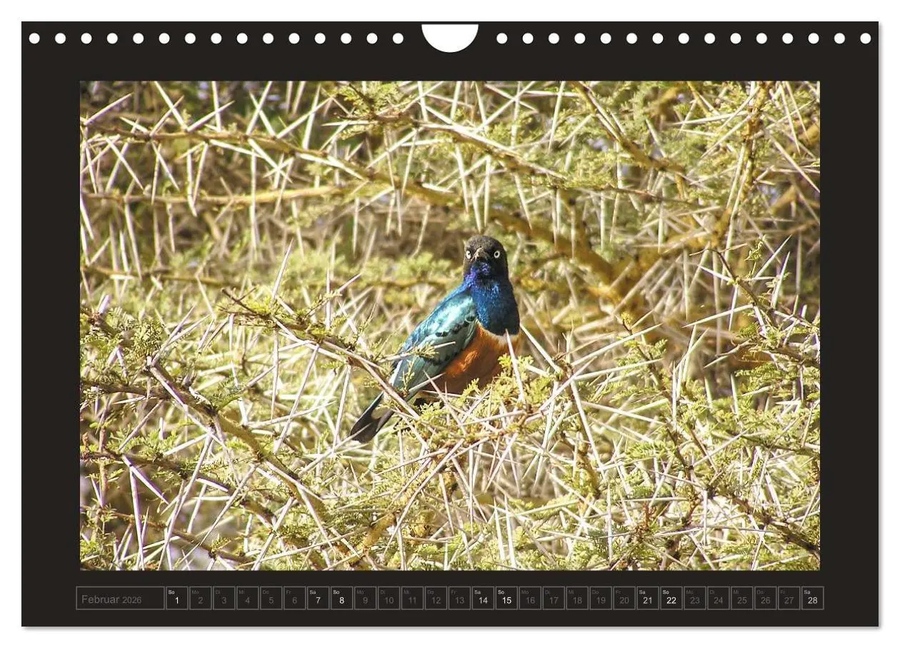 Bild: 9783516175776 | Kenia (Wandkalender 2026 DIN A4 quer), CALVENDO Monatskalender | 2026