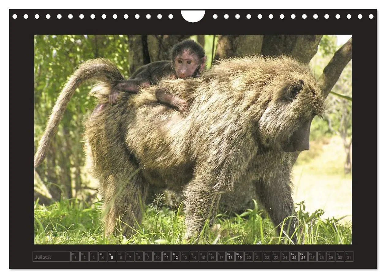 Bild: 9783516175776 | Kenia (Wandkalender 2026 DIN A4 quer), CALVENDO Monatskalender | 2026