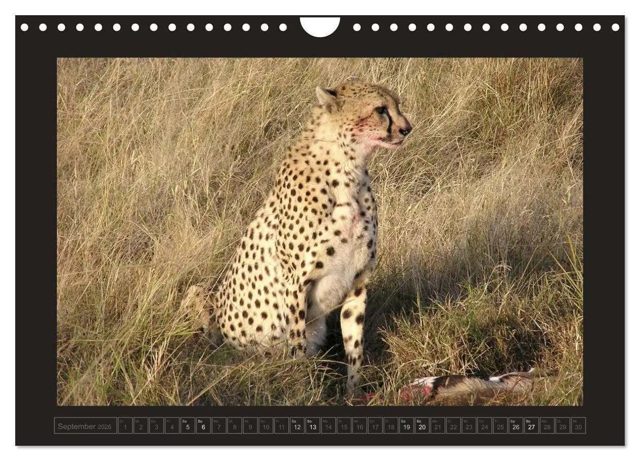 Bild: 9783516175776 | Kenia (Wandkalender 2026 DIN A4 quer), CALVENDO Monatskalender | 2026