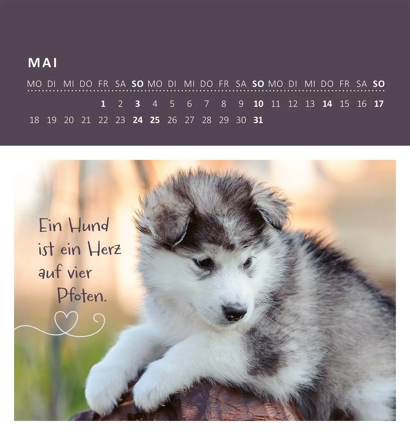 Bild: 4014489135876 | Wandkalender Süße Tierkinder 2026 | Kalender | 26 S. | Deutsch | 2026