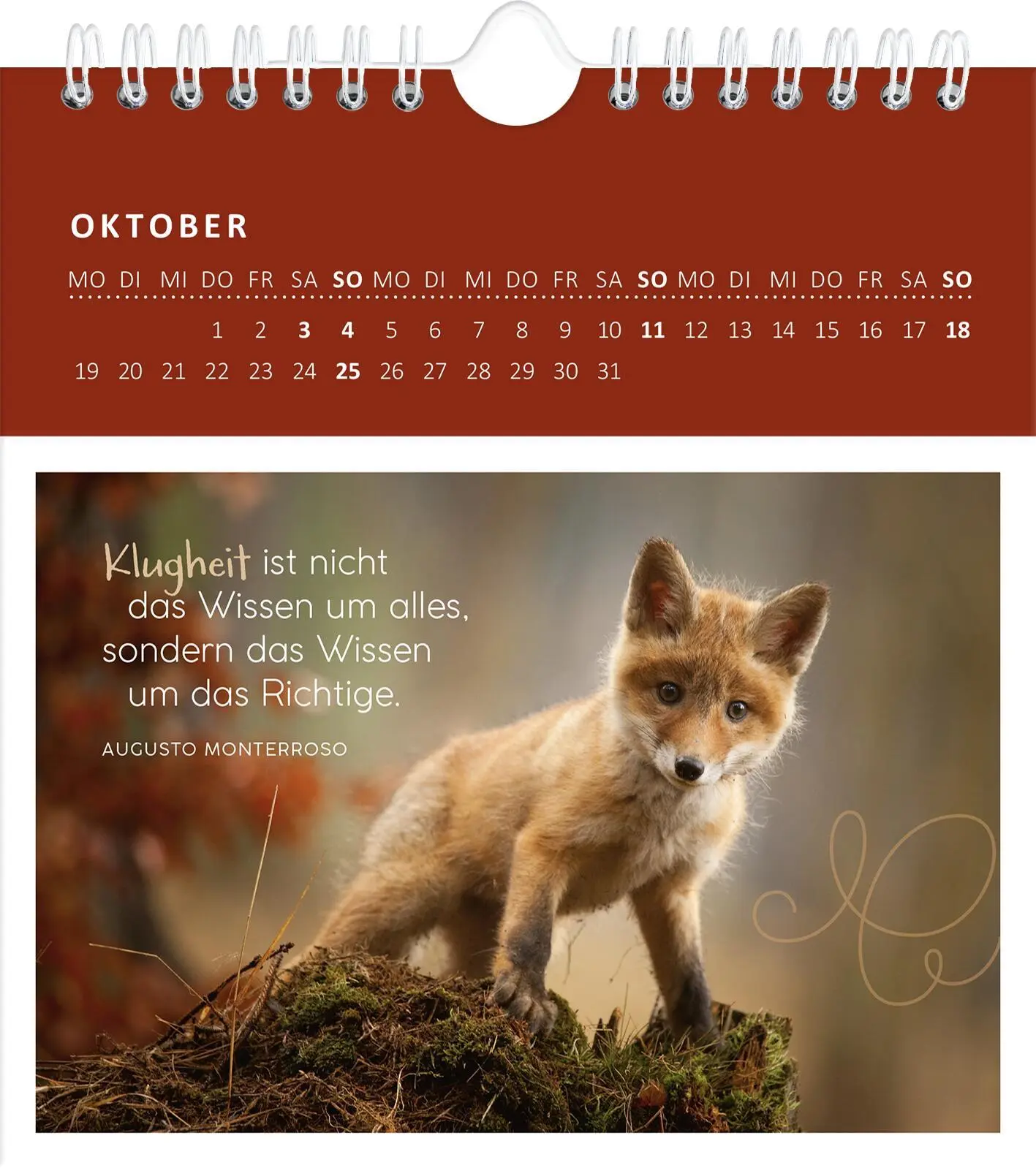 Bild: 4014489135876 | Wandkalender Süße Tierkinder 2026 | Kalender | 26 S. | Deutsch | 2026