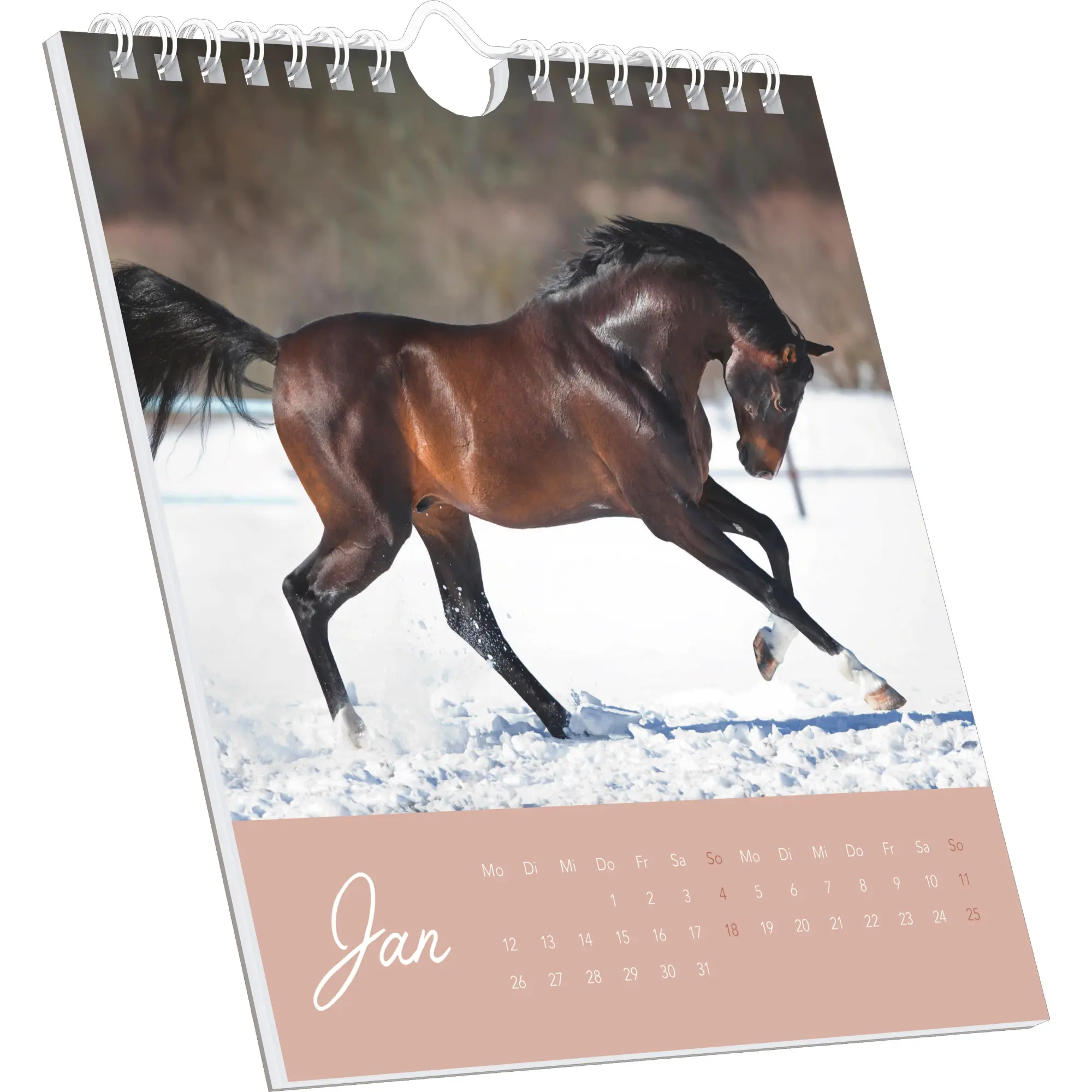 Bild: 4069095005976 | Traumpferde 2026 - Postkartenkalender 16x17 cm - Horses - zum...
