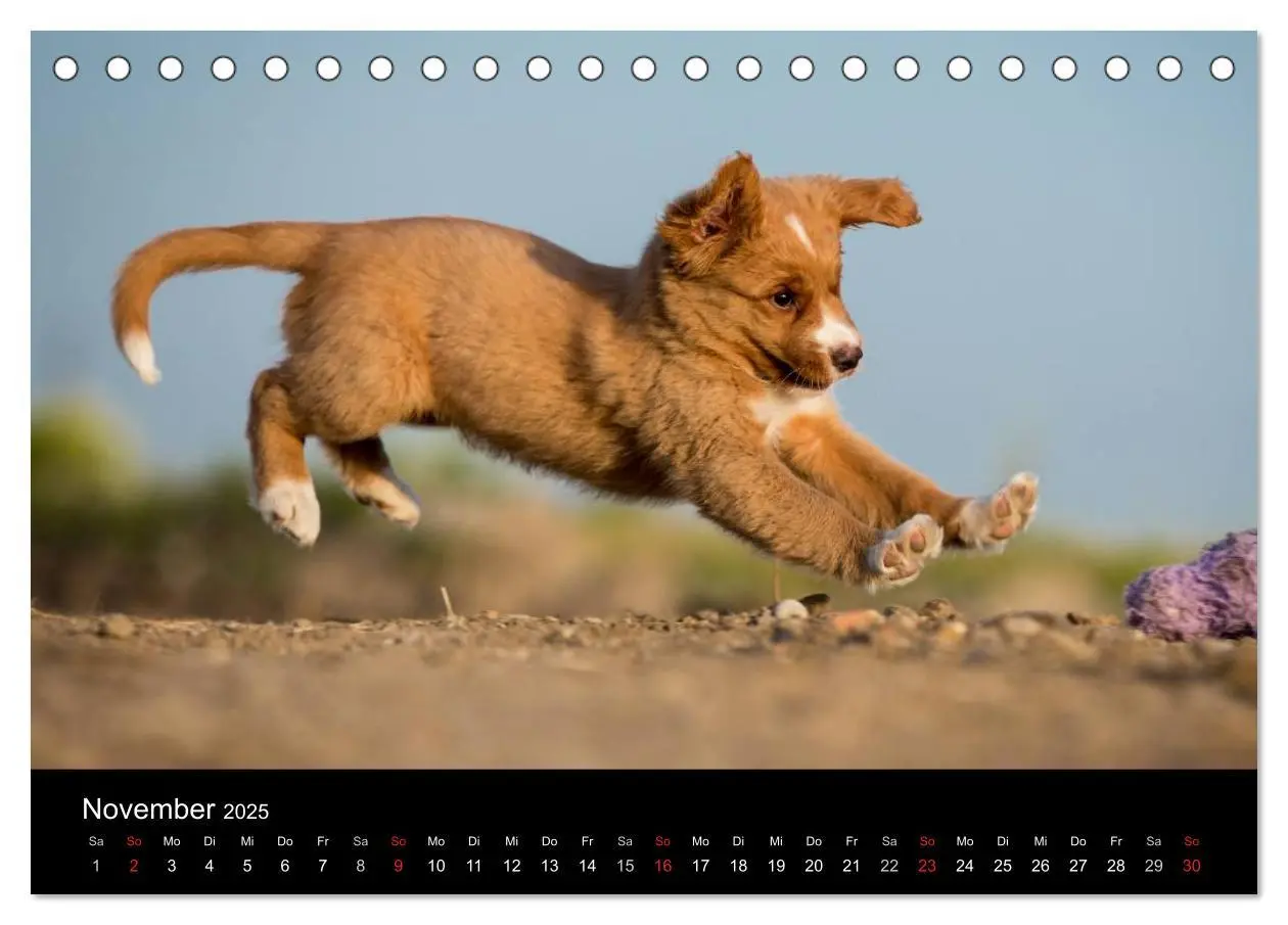 Bild: 9783435626076 | Toller - Nova Scotia Duck Tolling Retriever (Tischkalender 2025 DIN...