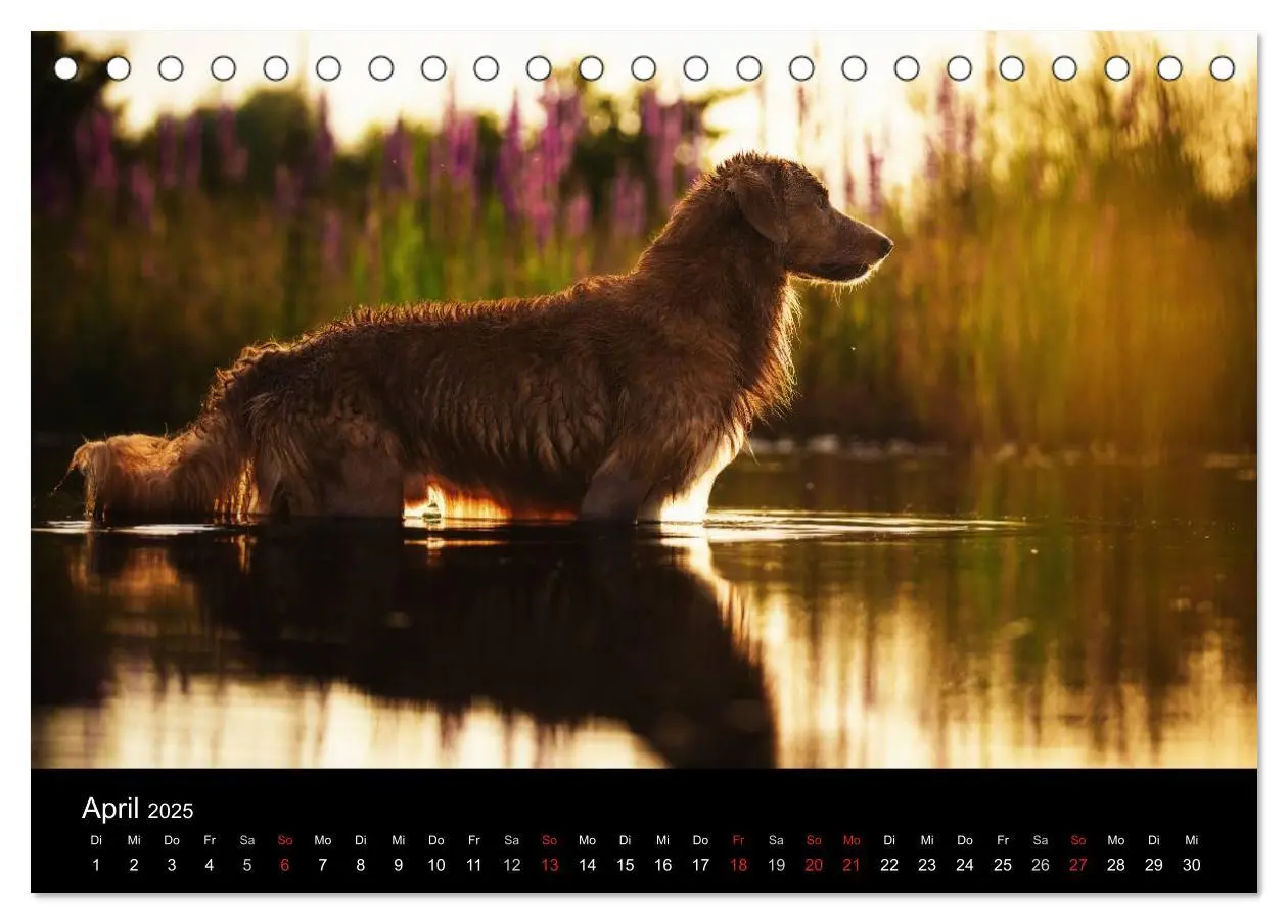 Bild: 9783435626076 | Toller - Nova Scotia Duck Tolling Retriever (Tischkalender 2025 DIN...