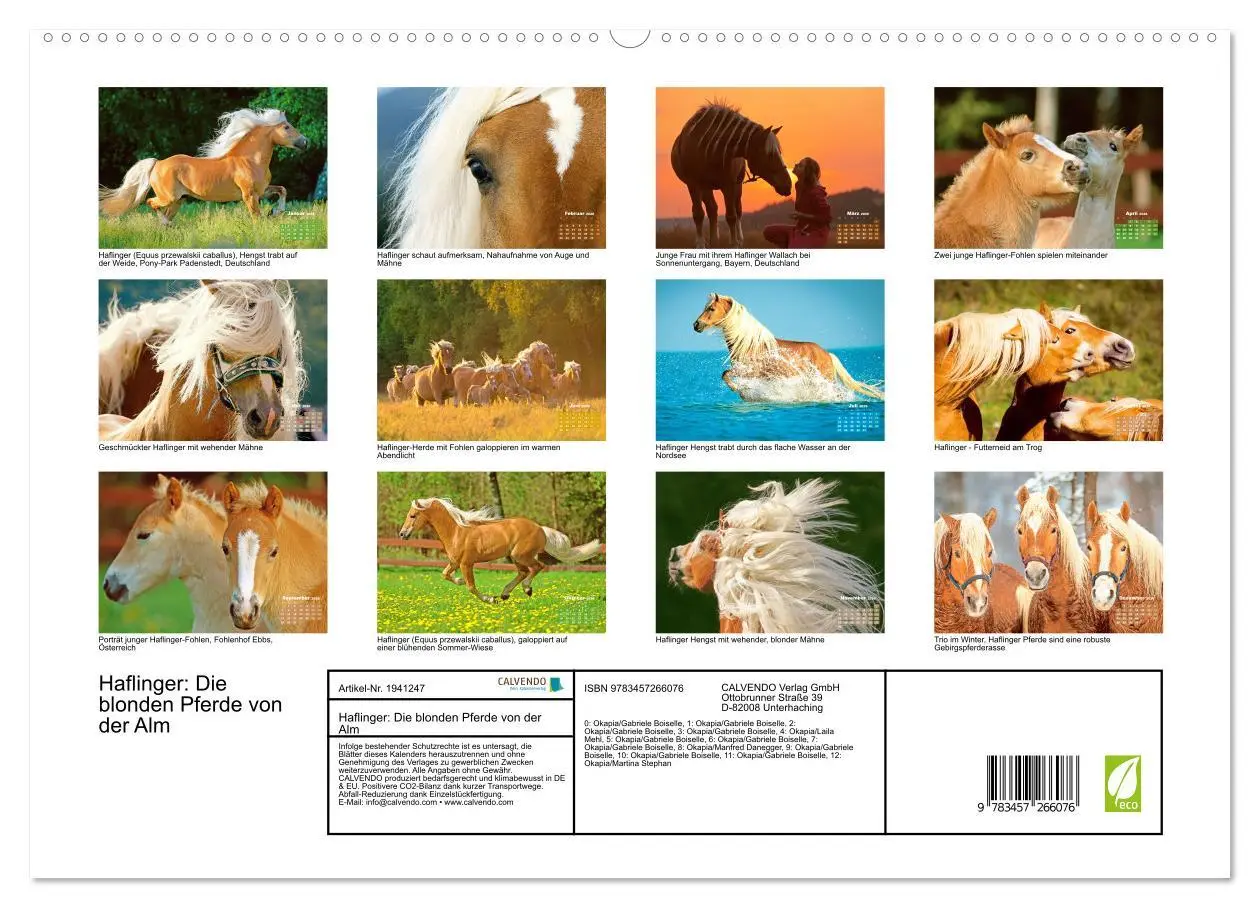 Bild: 9783457266076 | Haflinger: Die blonden Pferde von der Alm (hochwertiger Premium...
