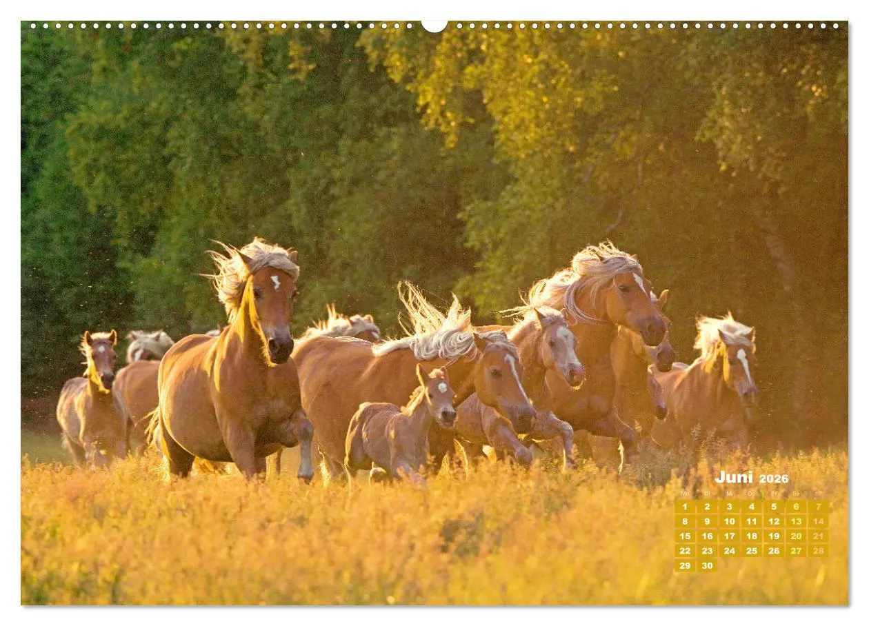Bild: 9783457266076 | Haflinger: Die blonden Pferde von der Alm (hochwertiger Premium...