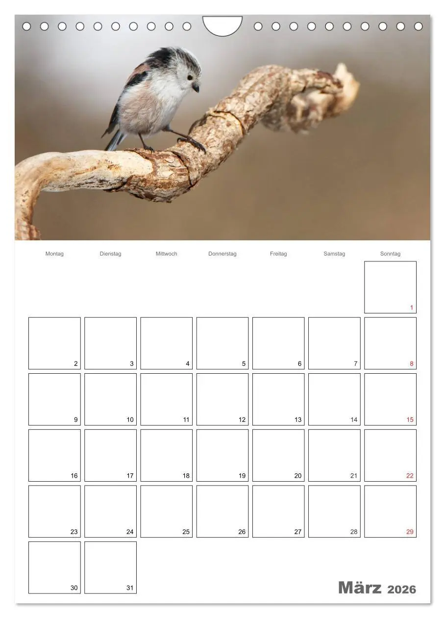 Bild: 9783516426076 | Vögel im heimischen Garten (Wandkalender 2026 DIN A4 hoch),...