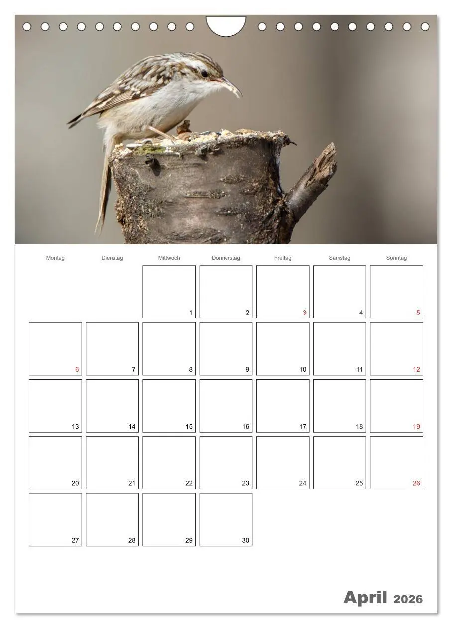Bild: 9783516426076 | Vögel im heimischen Garten (Wandkalender 2026 DIN A4 hoch),...