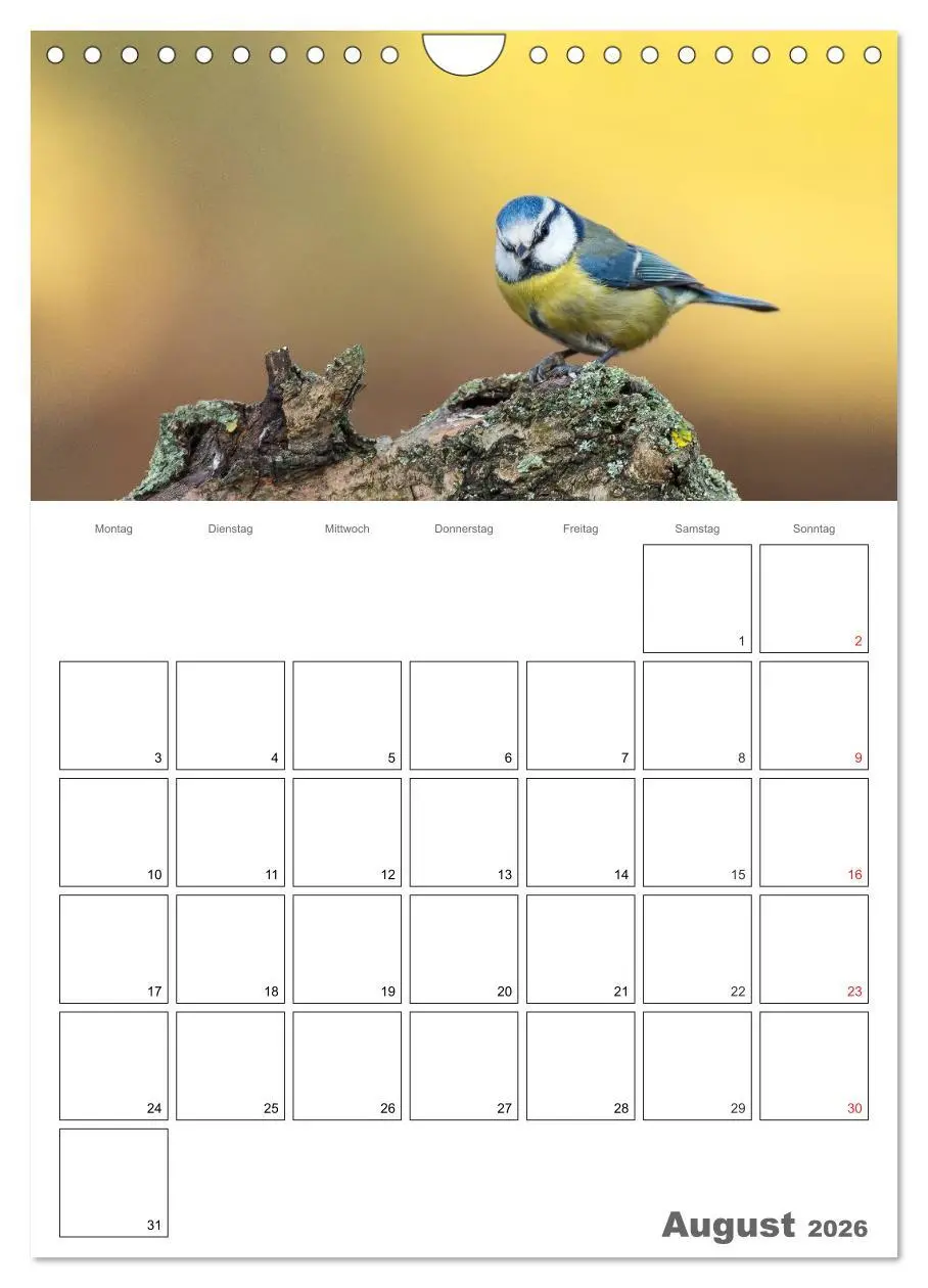 Bild: 9783516426076 | Vögel im heimischen Garten (Wandkalender 2026 DIN A4 hoch),...