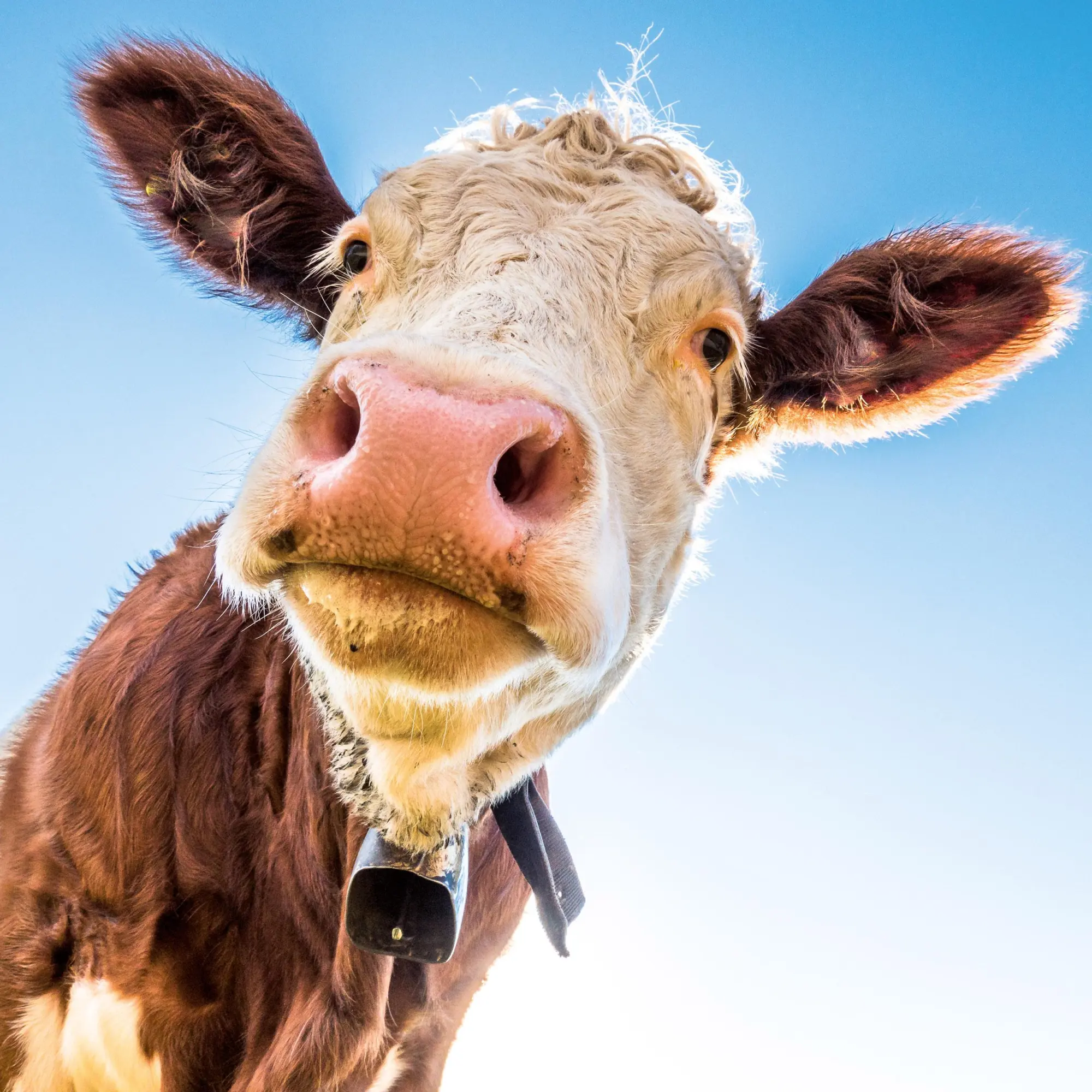 Bild: 9783959296076 | Tiere vom Bauernhof 2026 | Kalender 2026 | Kalender | 28 S. | Englisch