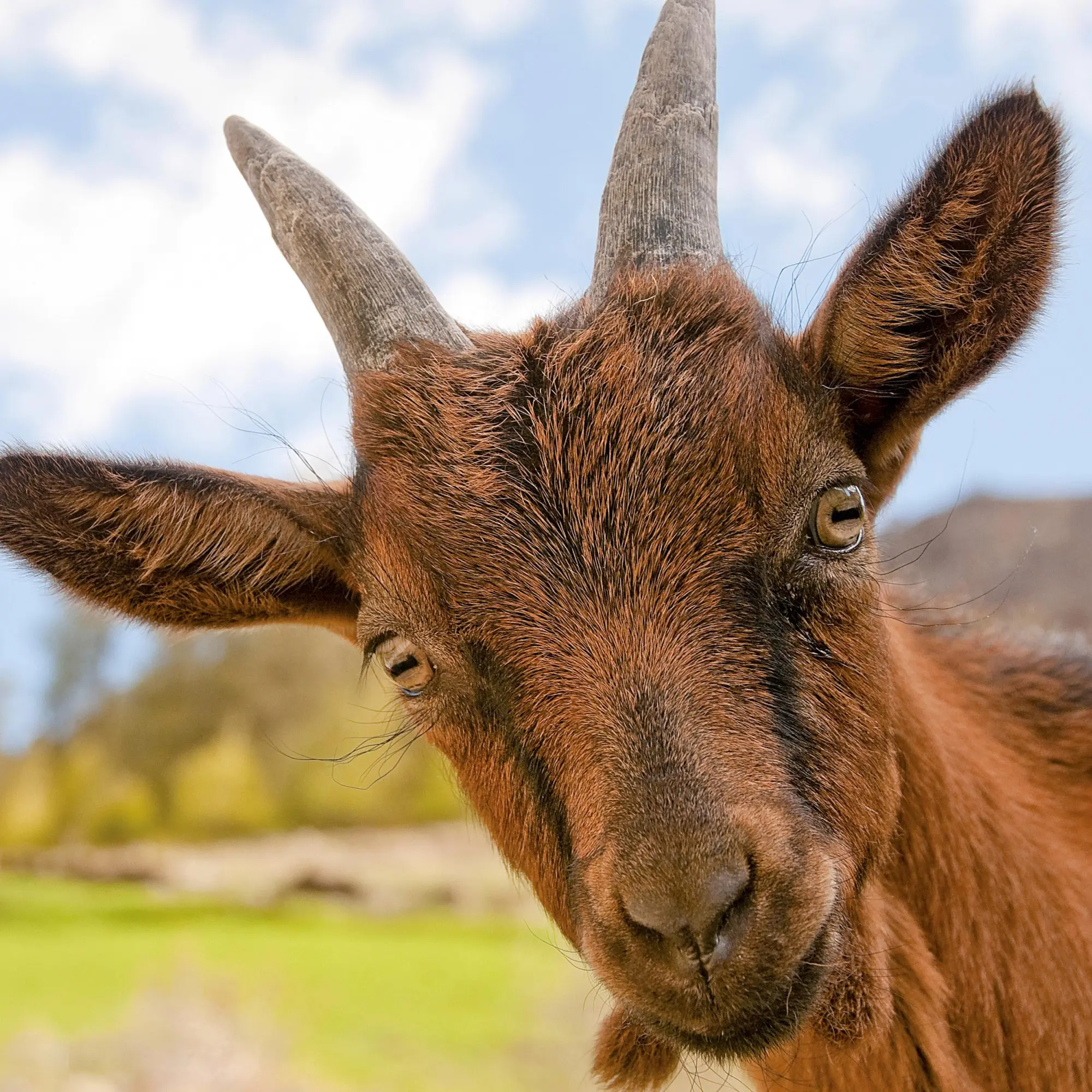 Bild: 9783959296076 | Tiere vom Bauernhof 2026 | Kalender 2026 | Kalender | 28 S. | Englisch