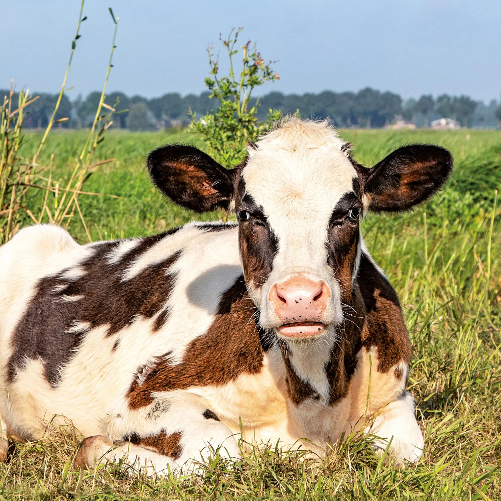 Bild: 9783959296076 | Tiere vom Bauernhof 2026 | Kalender 2026 | Kalender | 28 S. | Englisch