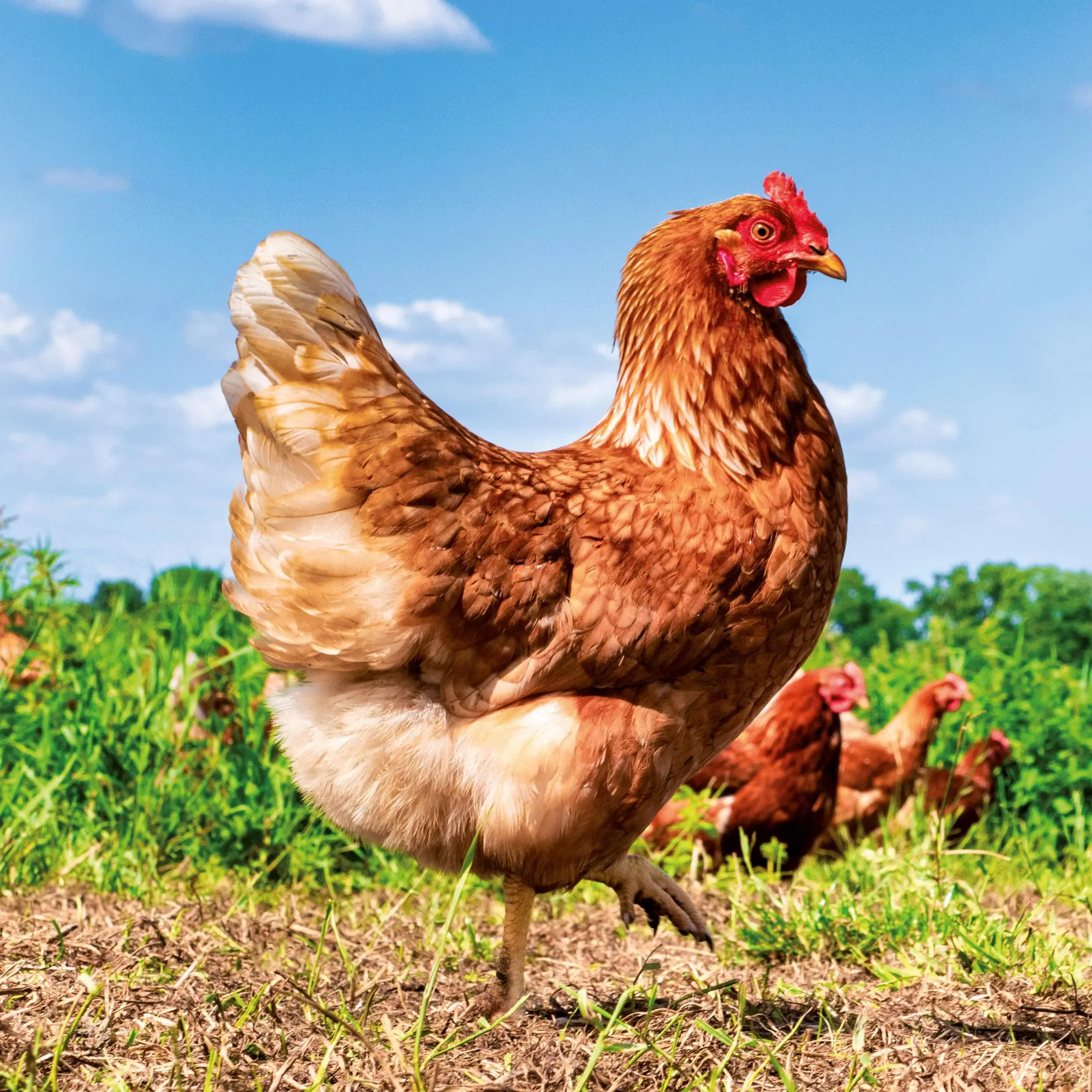 Bild: 9783959296076 | Tiere vom Bauernhof 2026 | Kalender 2026 | Kalender | 28 S. | Englisch